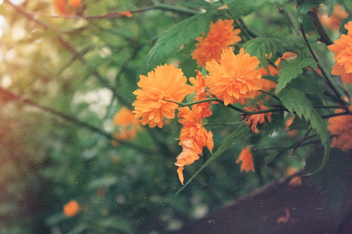 Flaming orange flowers