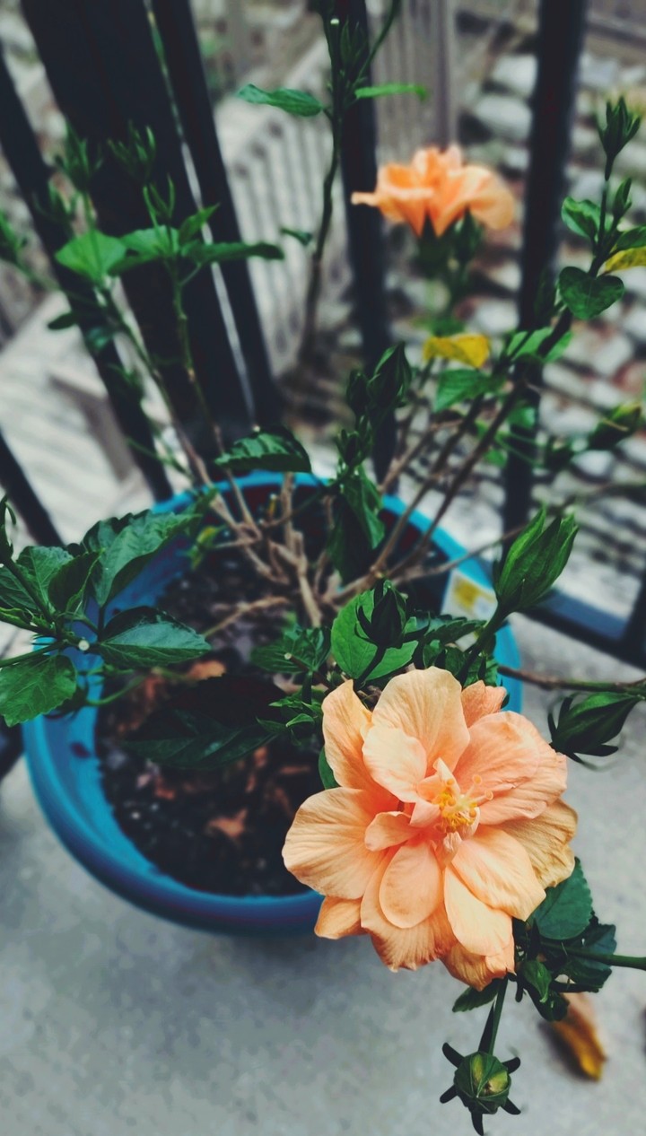 Growth