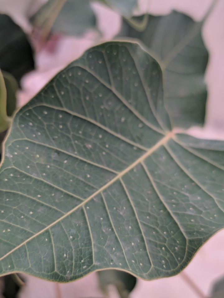 zooming on a leaf