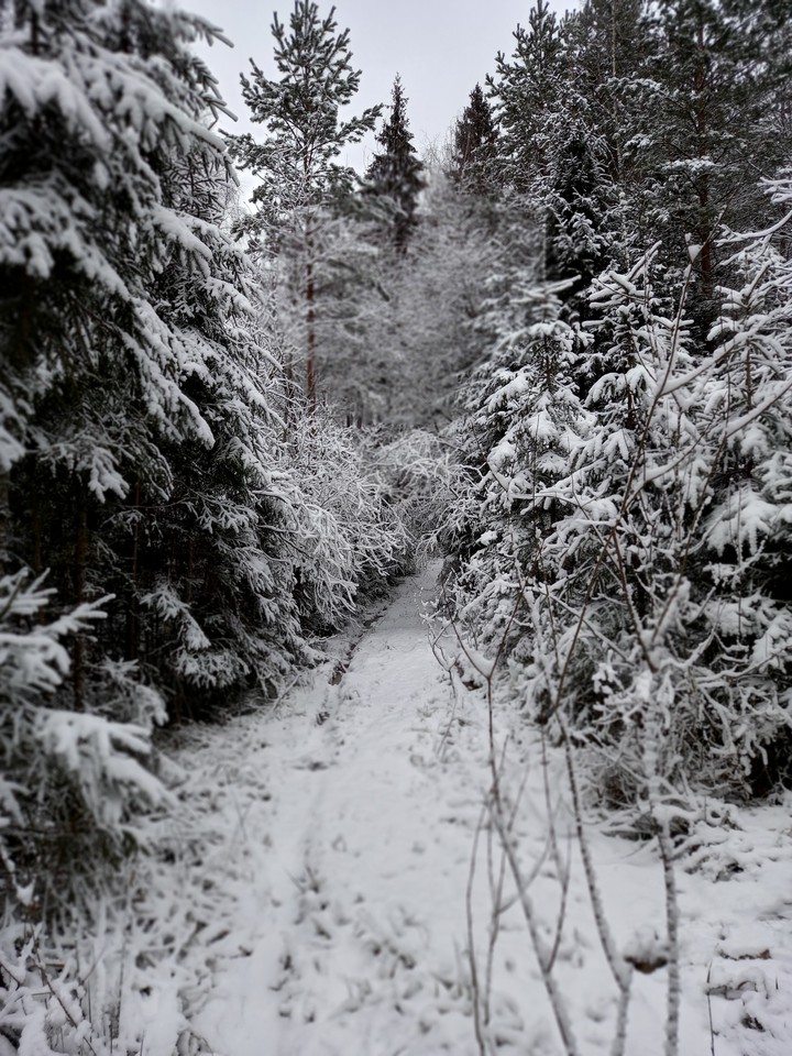 Зима