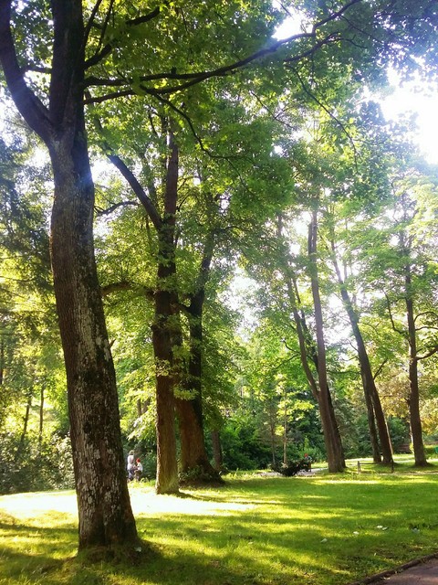 tree