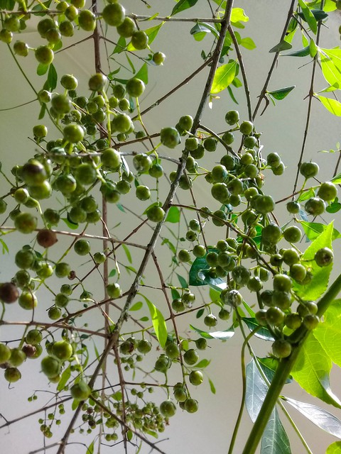 hanging, twig wallpapers