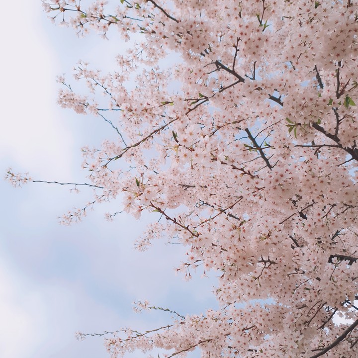 cherry blossoms