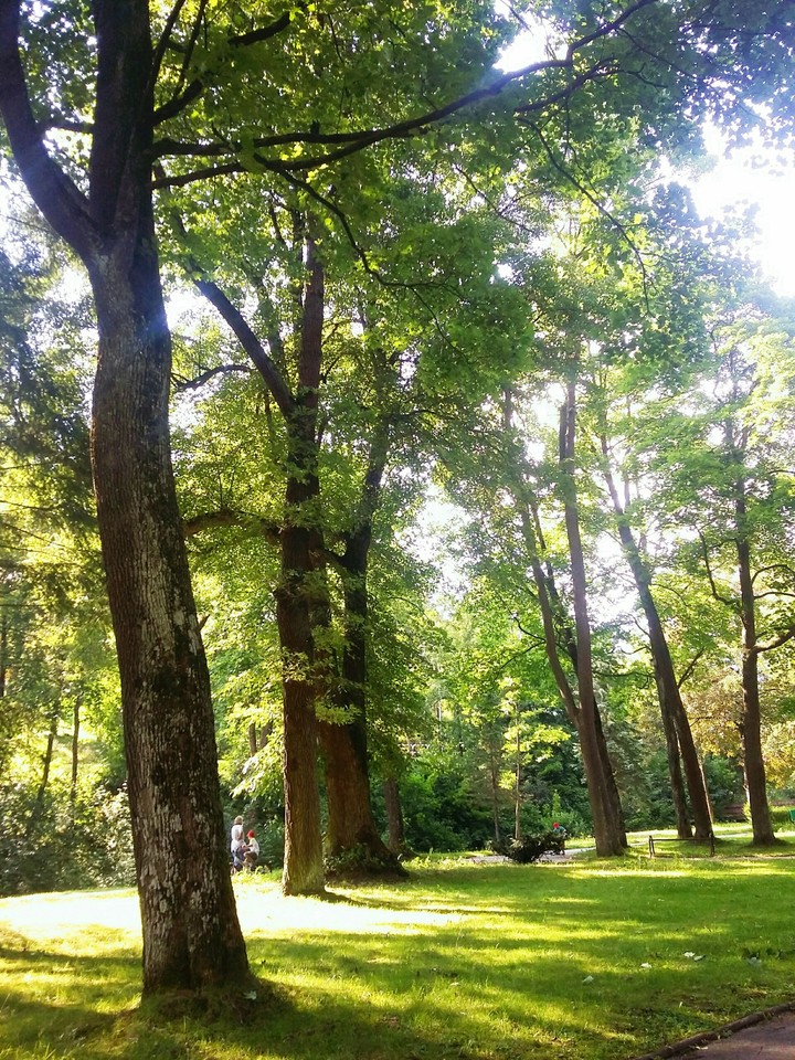 tree