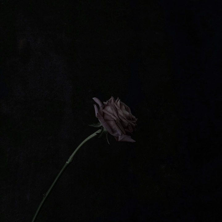 blue rose