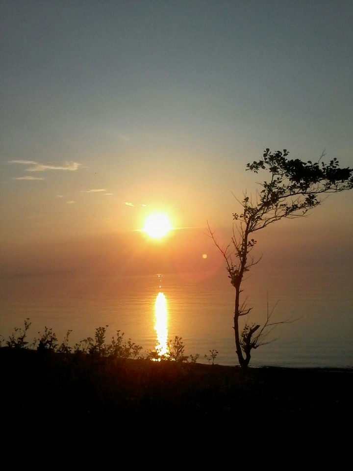 Tree on sunset background
