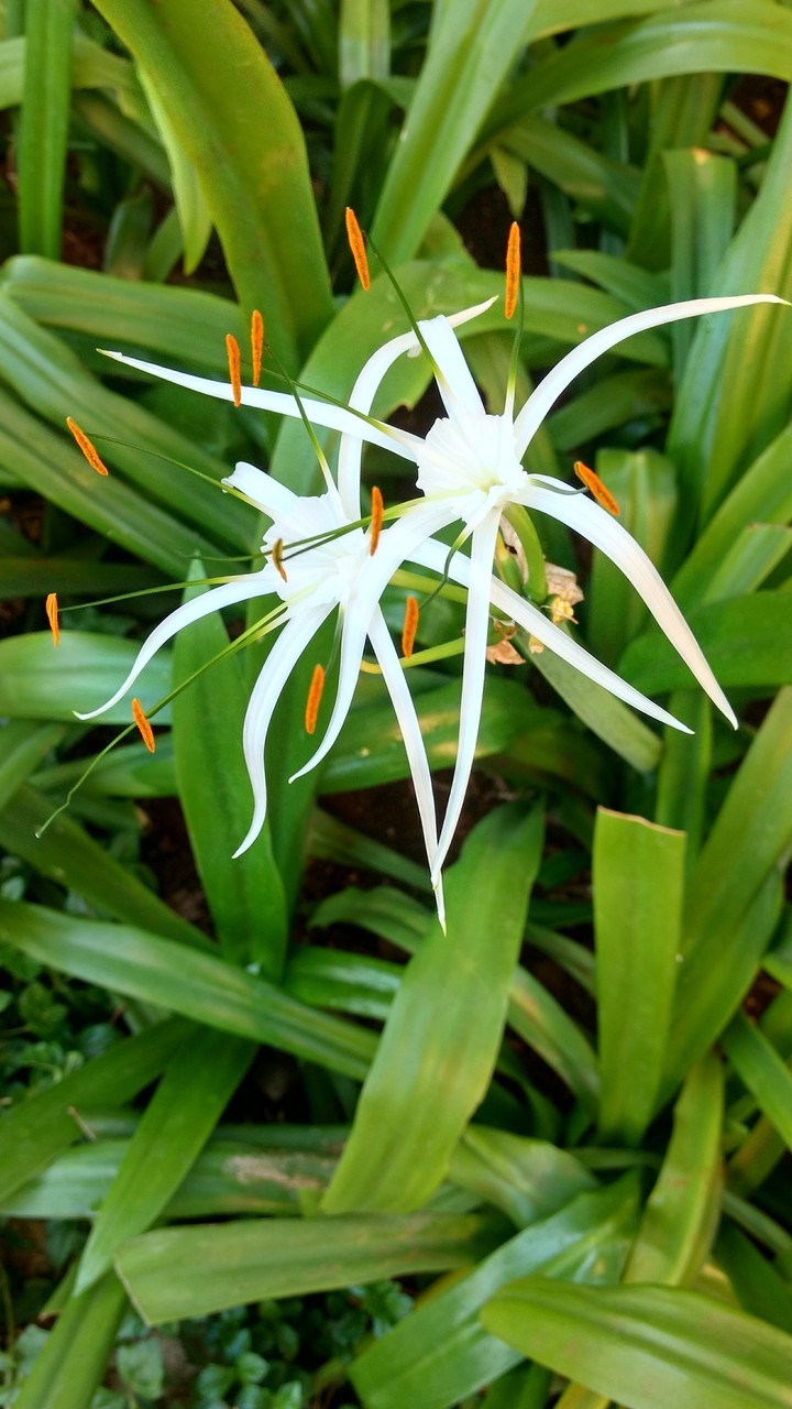 flowers