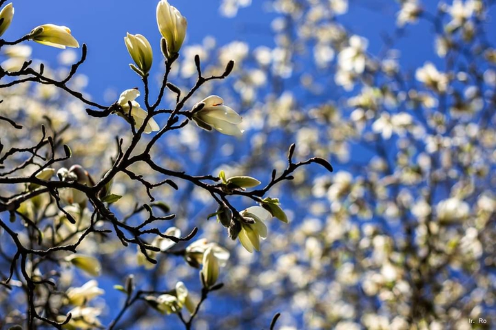 Magnolia tree