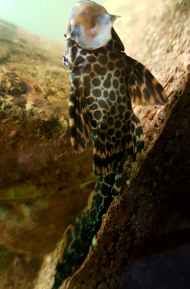 plecostomus