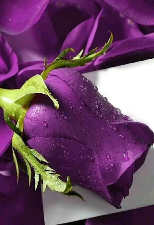 Love of the violet