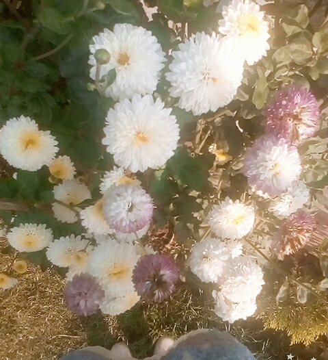 flowers