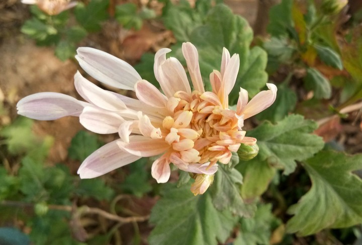 natuer