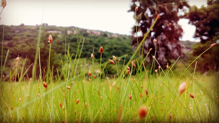 green world