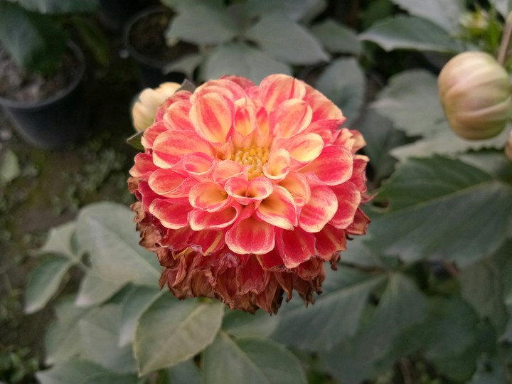 Red Flower