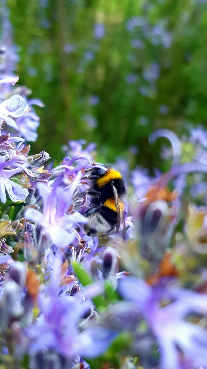 bee / bombus
