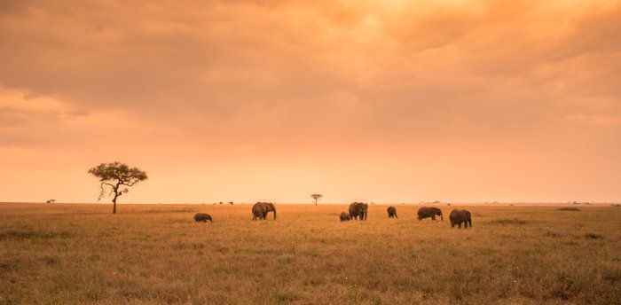 wildlife photography