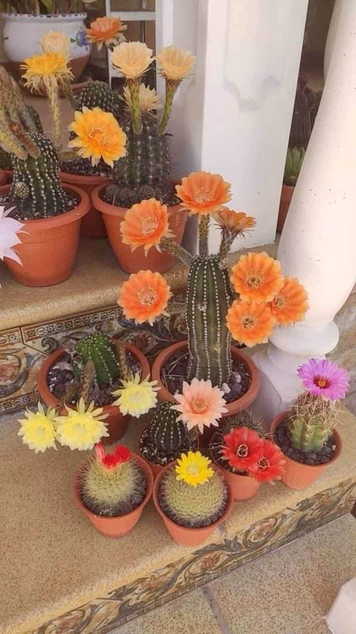 tapety Cactus, flower