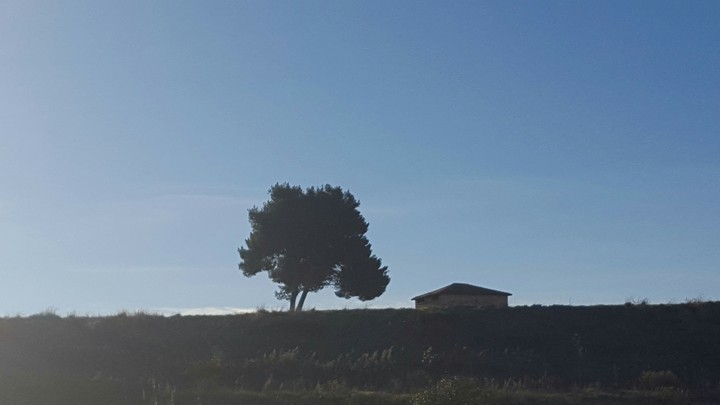 lonely tree