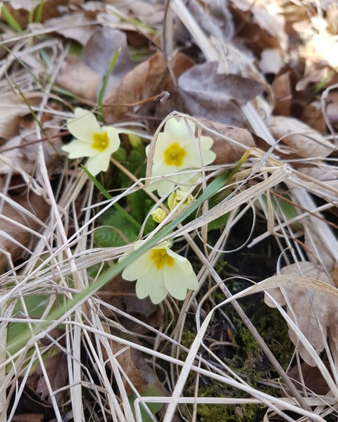 primrose