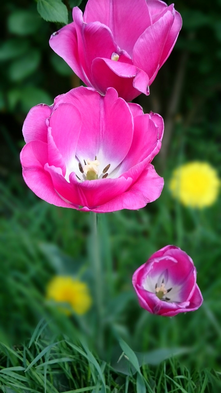 Tulpen in pink