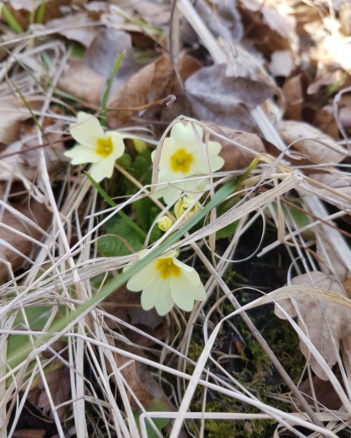 primrose