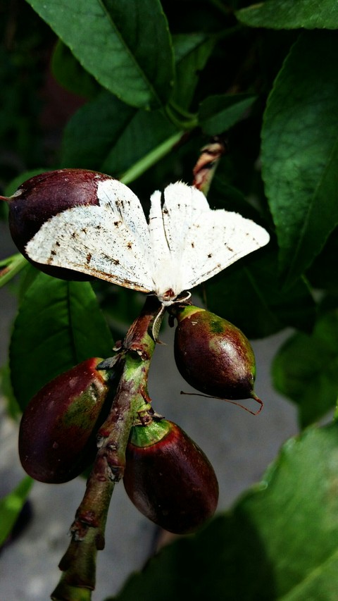 beautiful butterfly on nectarine tree