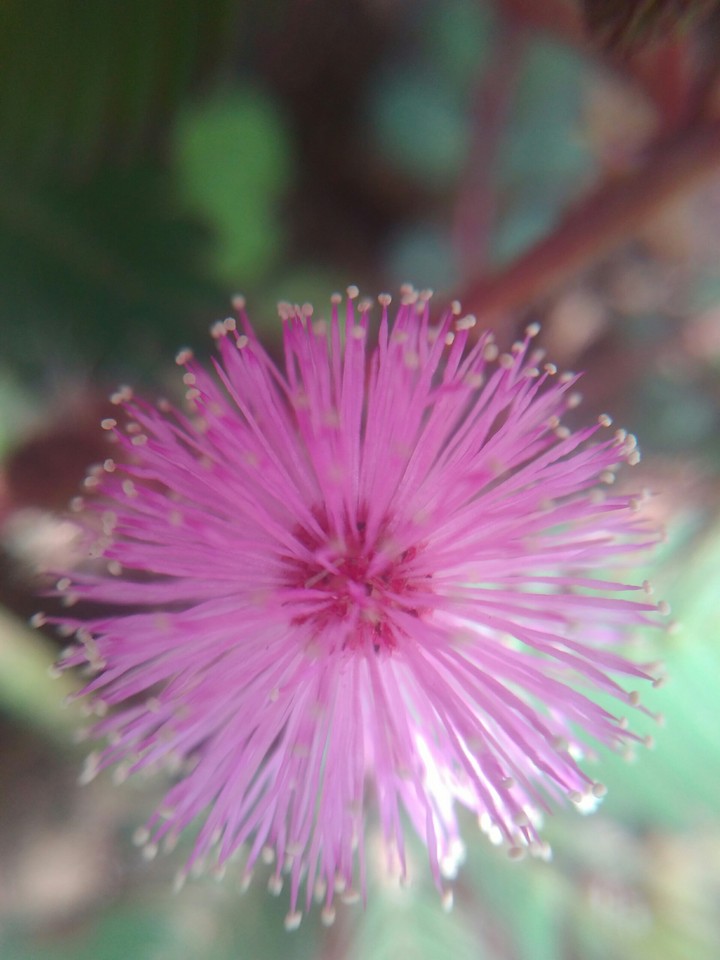 small flower