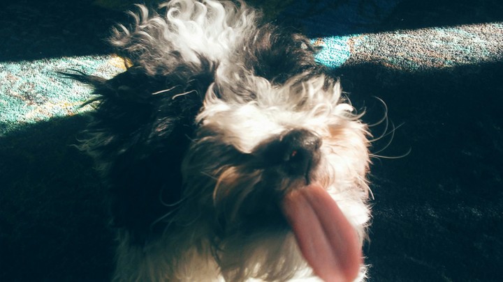 goofy dog