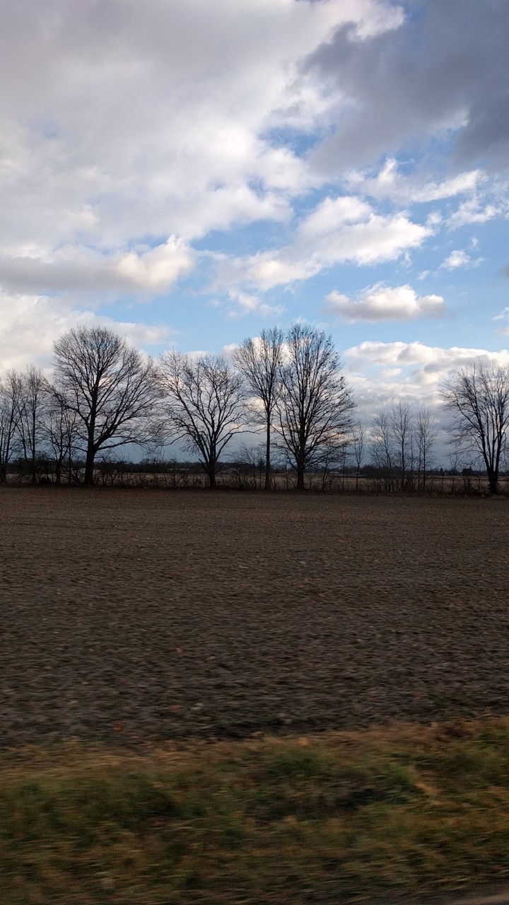 Tree and field