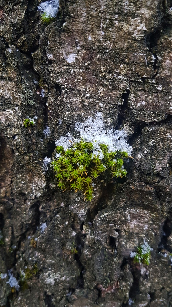 Naturе