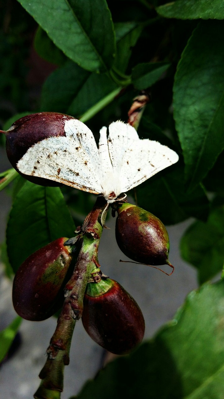 beautiful butterfly on nectarine tree