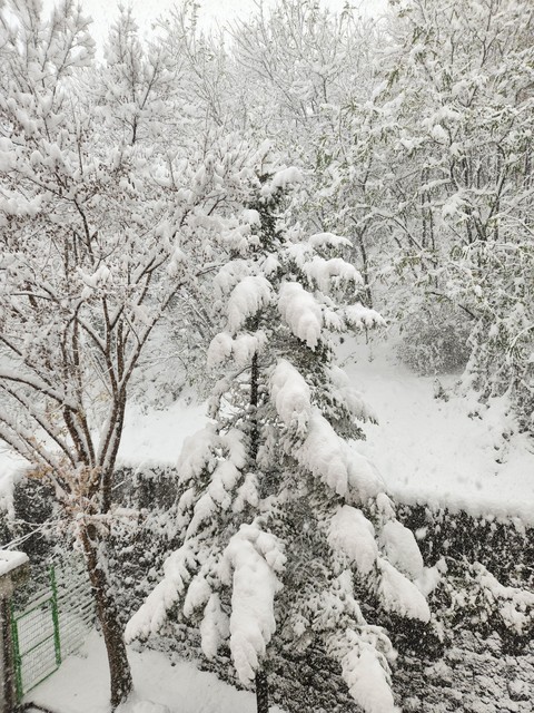 snow, branch वॉलपेपर