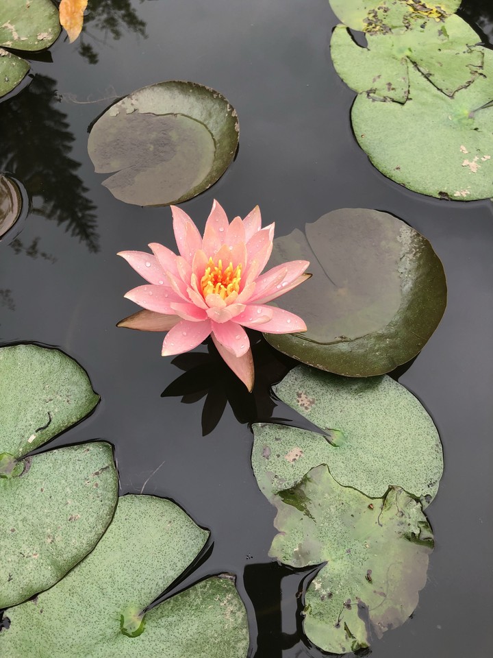 Lotus