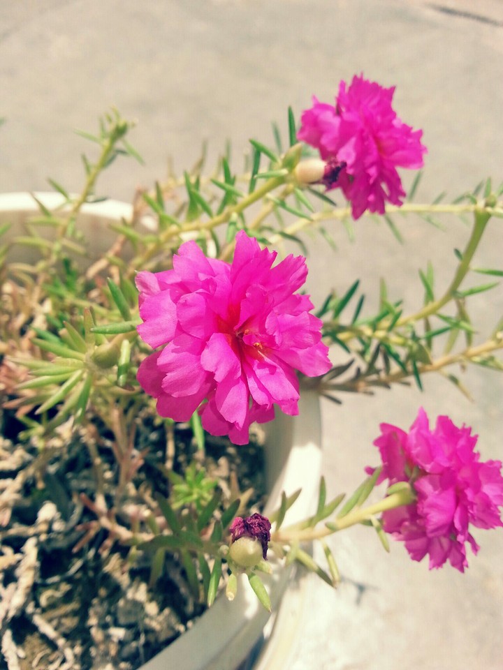 flower