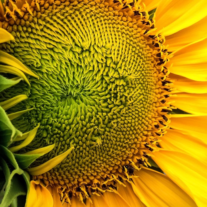 sunflower