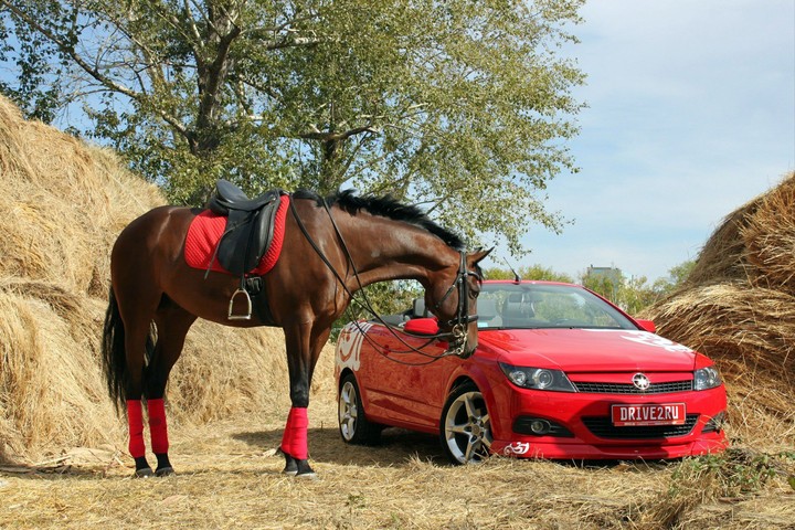 horse auto