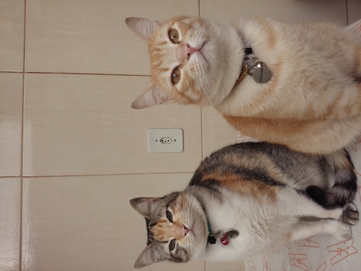 кош