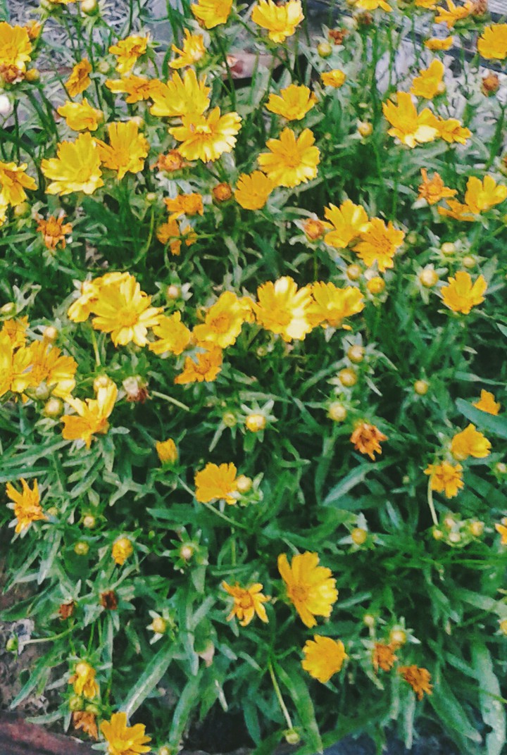 Flores
