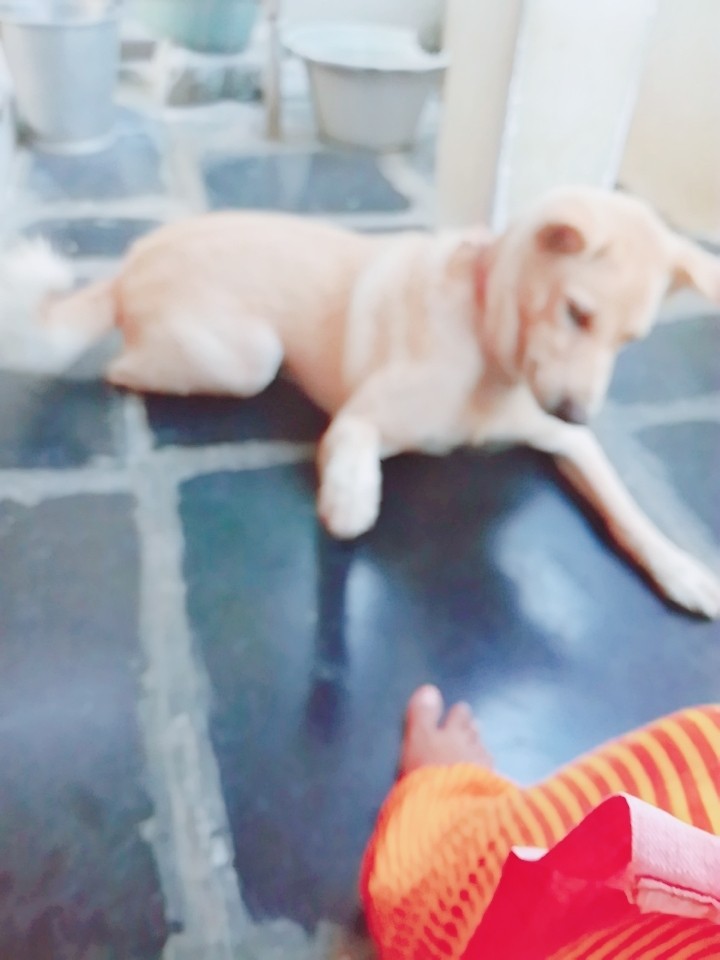 cho sweet