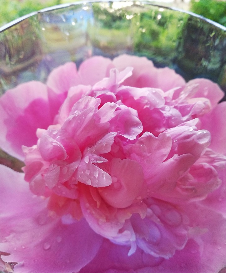 Flower-2