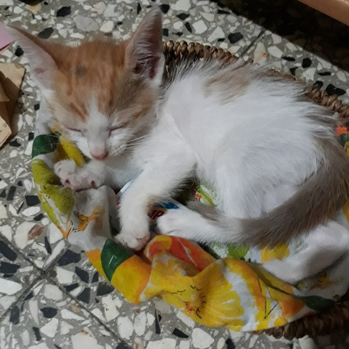 Pretty Cat