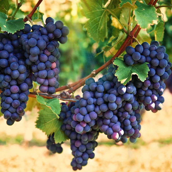 ~ Black Grapes ~