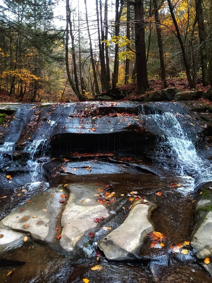 nature, forest duvar kağıtları