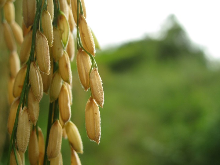 Rice grains