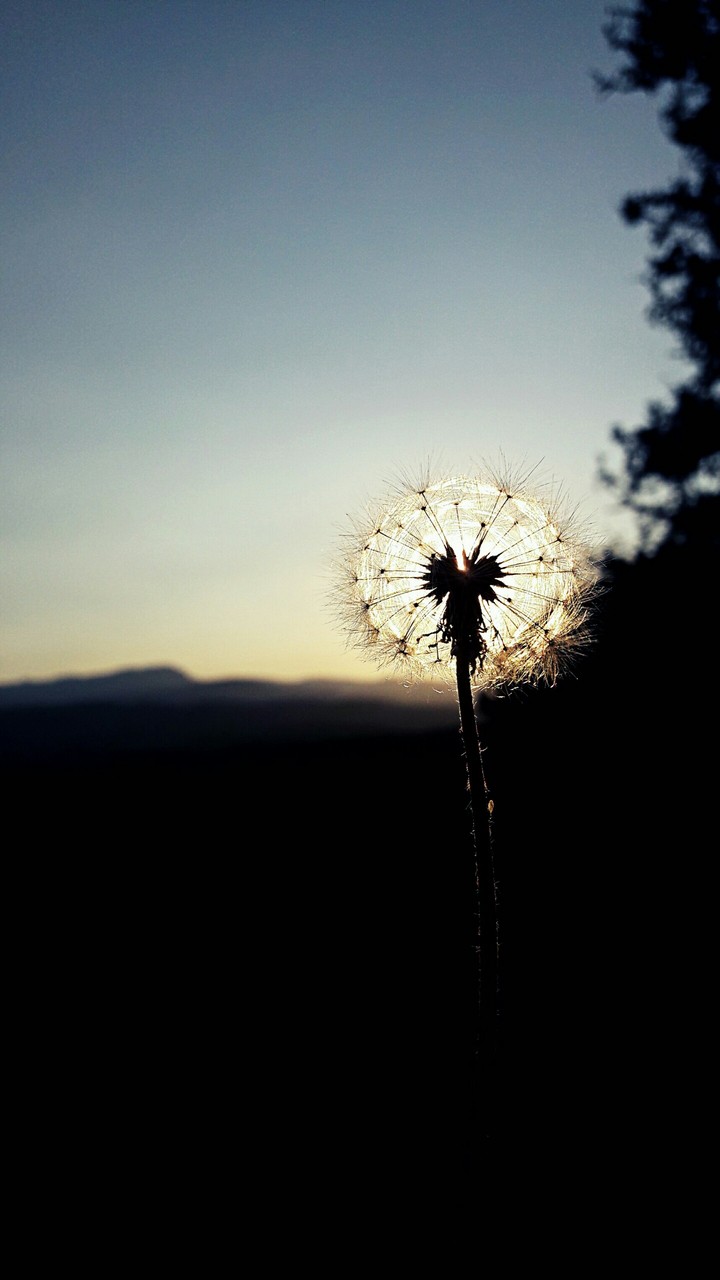 Dandelion