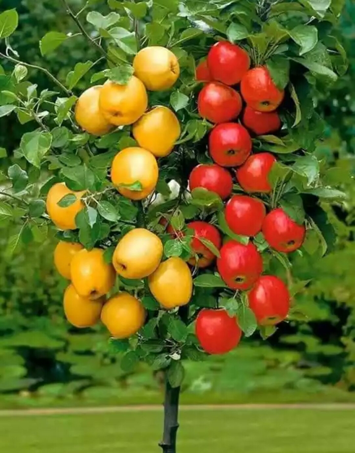 2 Color Apple tree