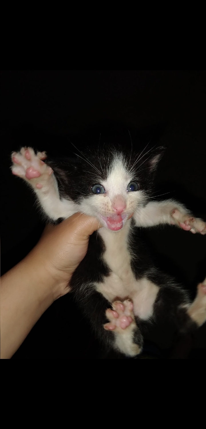 Kitty Cat