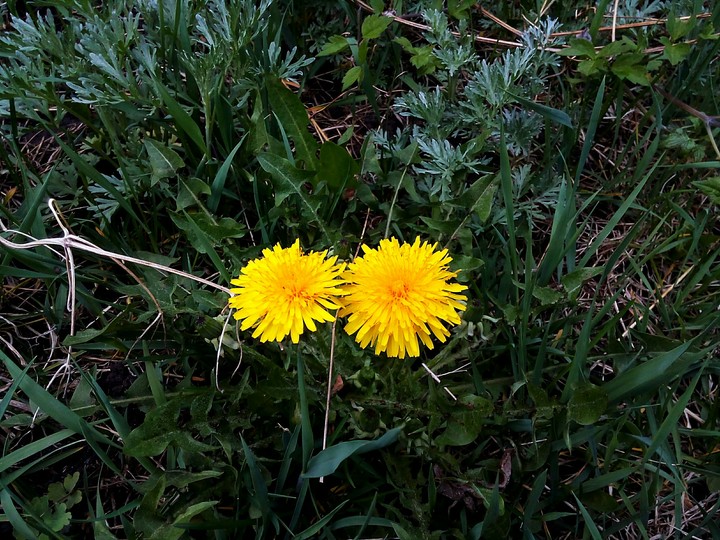 Dandelion