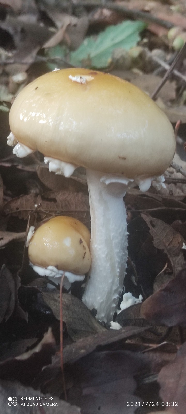 hongos