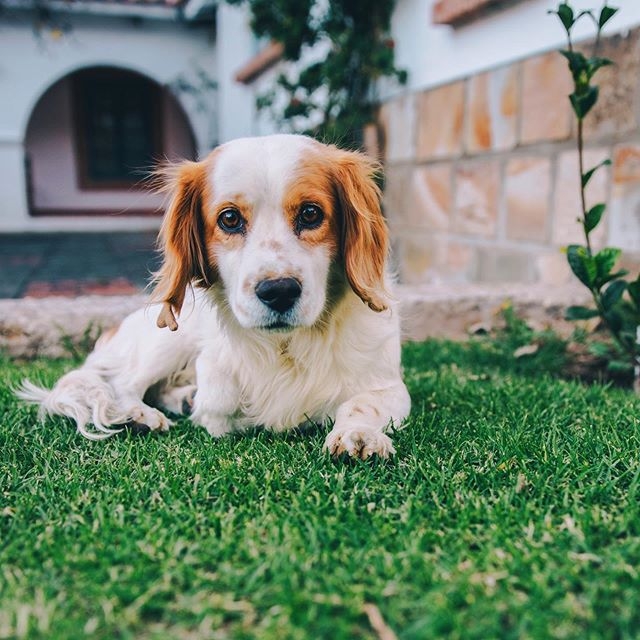 dog